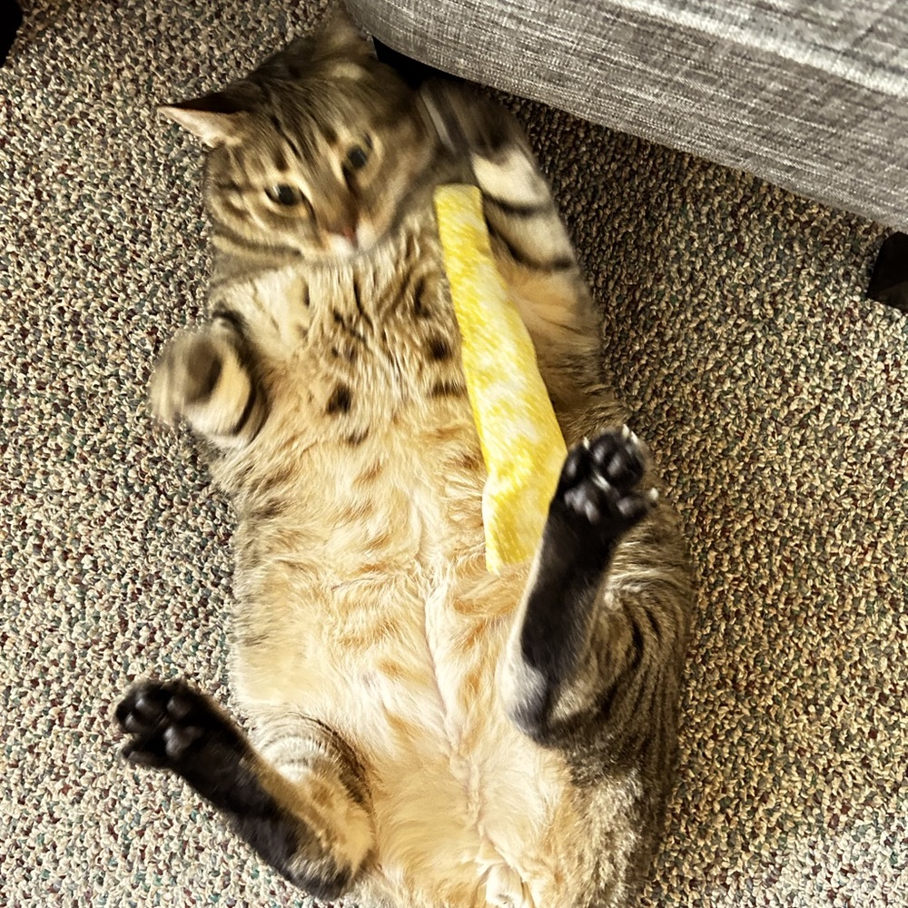 HAND CRAFTED Fabric Cotton Organic Catnip Interactive Kicker Stick Cat Toy